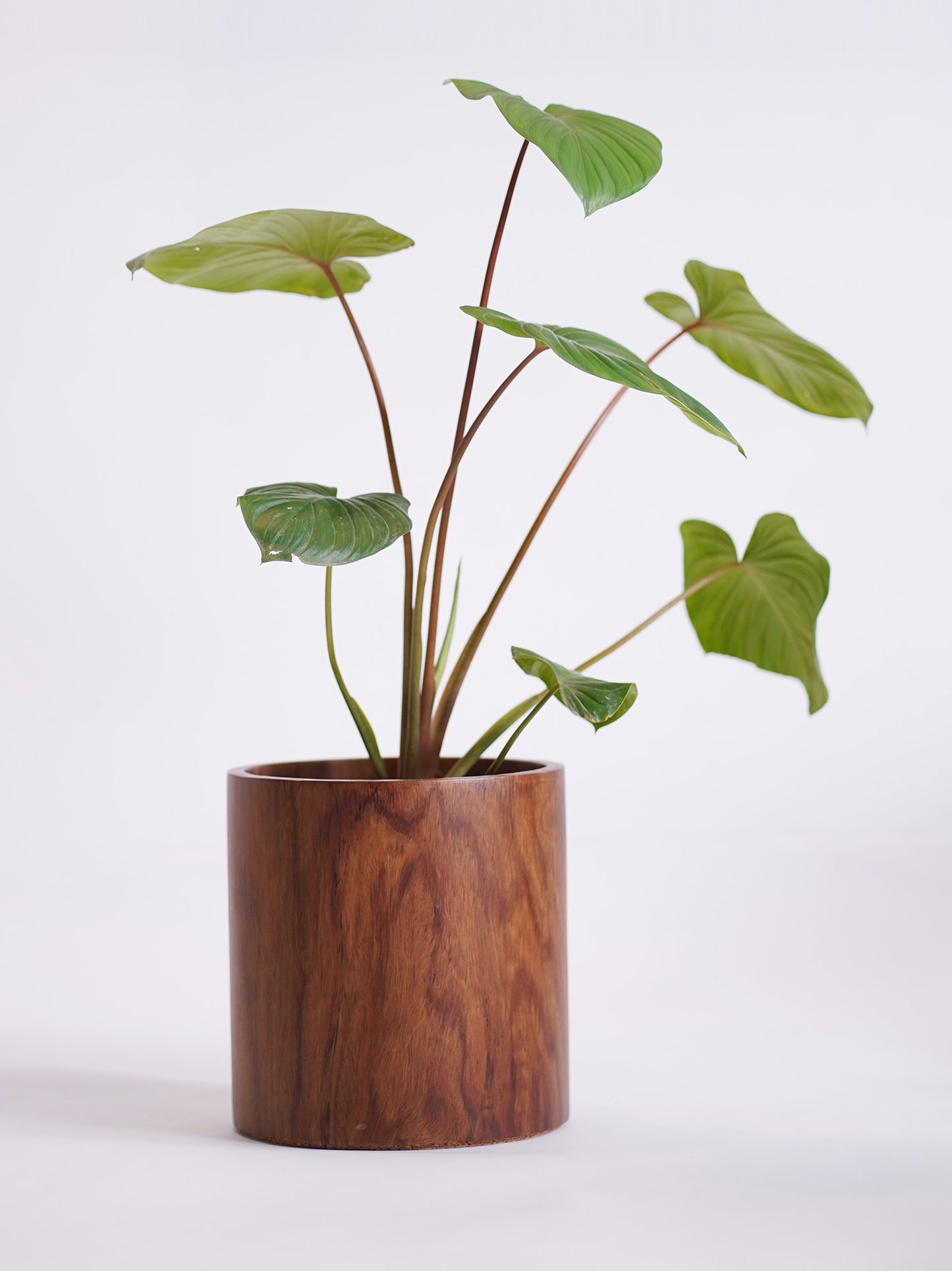 Extra Large Circle Planter