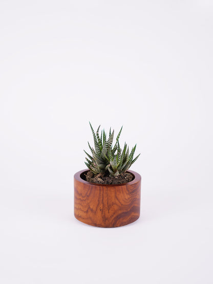 Small Circle planter